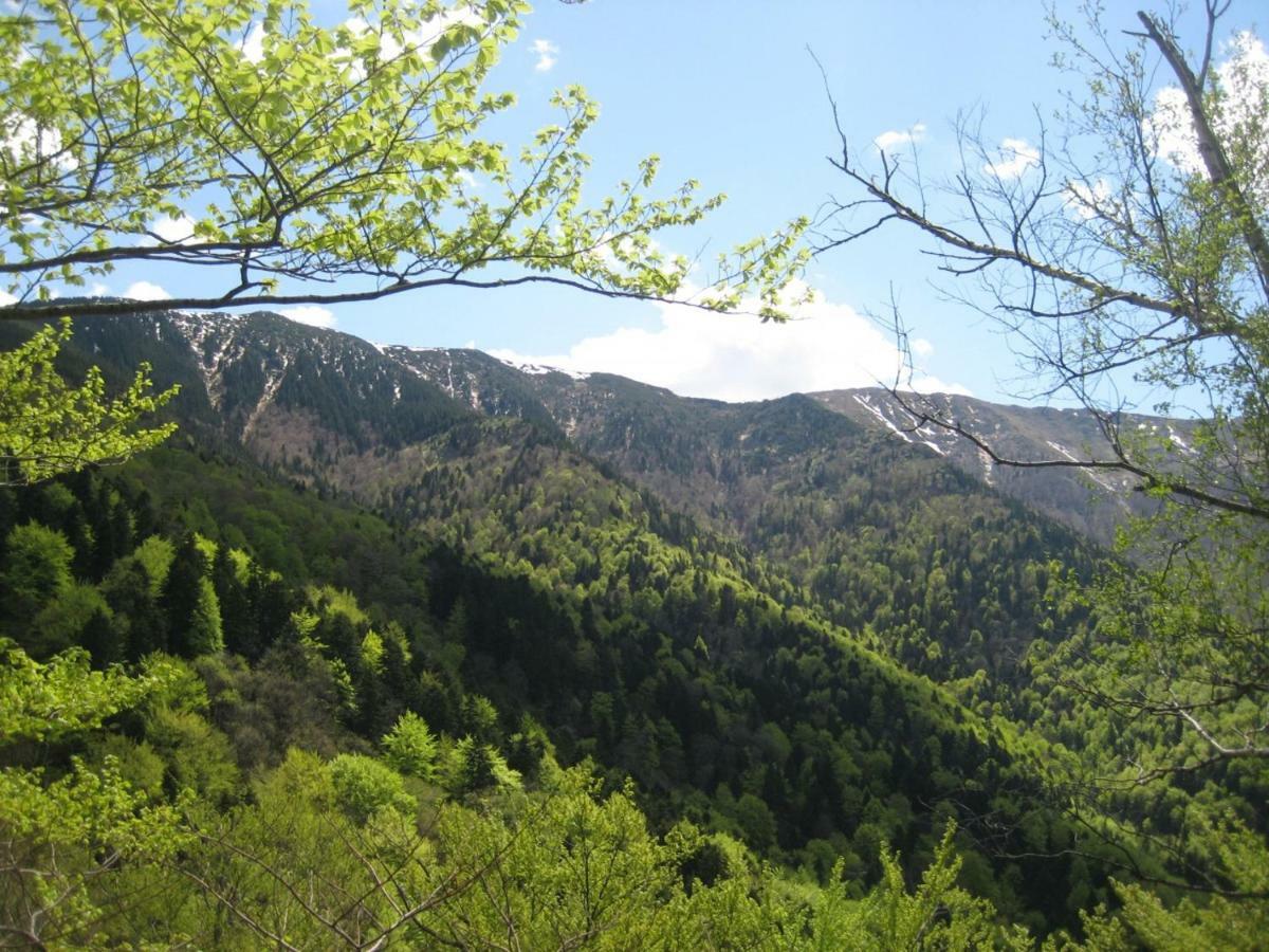 Bungalows Zdravets Berkovitsa Exteriör bild